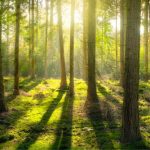 maior-floresta-metropolitana-da-europa-madrid-essencia-ambiente