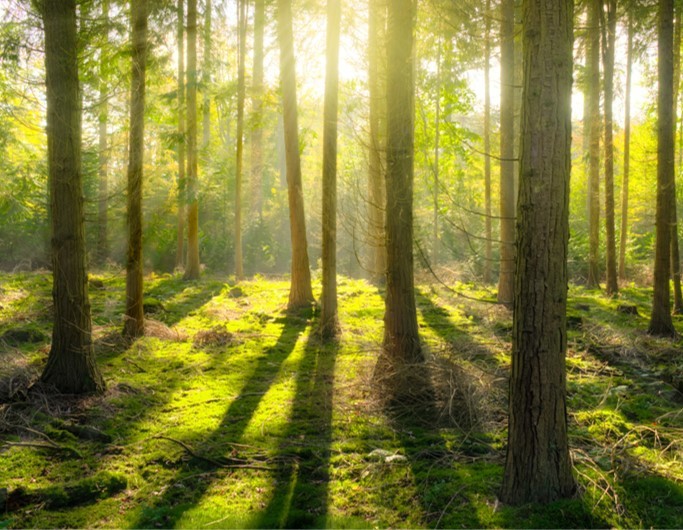 maior-floresta-metropolitana-da-europa-madrid-essencia-ambiente