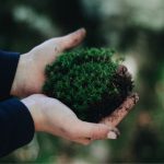 estratégia-da-biodiversidade-2030-sustentabildiade-essencia-ambiente