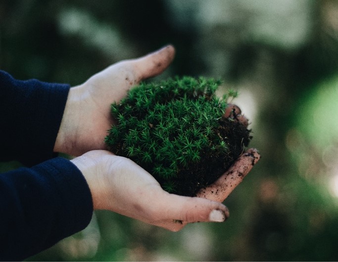 estratégia-da-biodiversidade-2030-sustentabildiade-essencia-ambiente