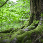 portugal-area-florestal-essencia-do-ambiente