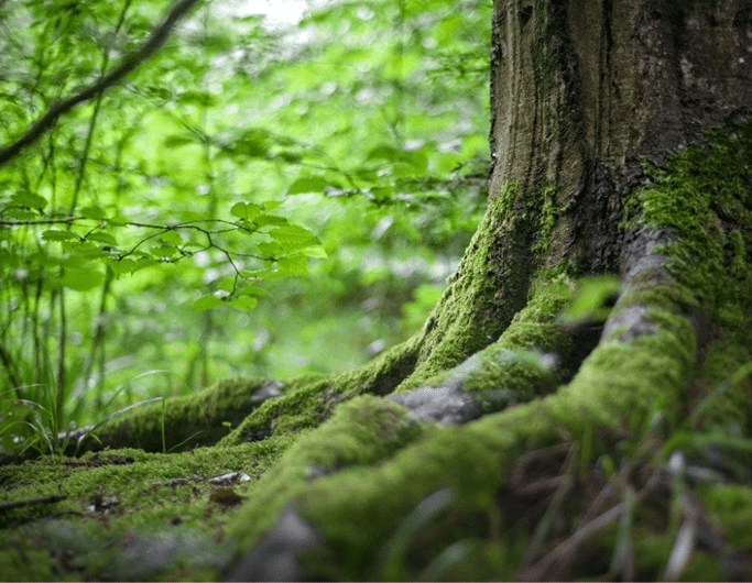 portugal-area-florestal-essencia-do-ambiente