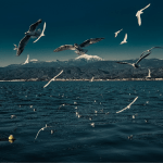 especies-em-risco-essencia-do-ambiente