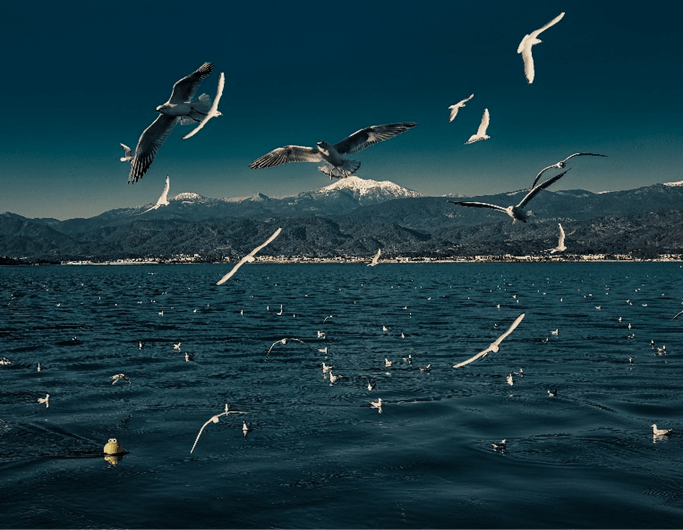 especies-em-risco-essencia-do-ambiente