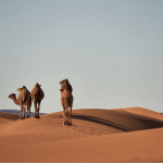 camelos-essencia-do-ambiente