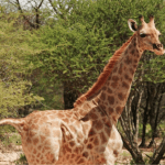girafa-ana-essencia-do-ambiente