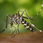 mosquitos-revive-essencia-ambiente
