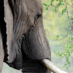Encontrado dente de elefante no rio Mira em Vila Nova de Milfontes