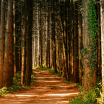 replant-gestao-florestal-sustentavel