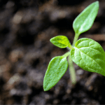 zero-desenvolvimento-sustentavel-essencia-ambiente
