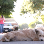 animal-abandonado-essencia-ambiente