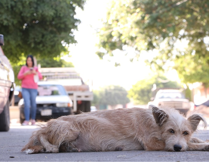 animal-abandonado-essencia-ambiente