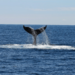 biodiversidade-navios-essencia-ambiente