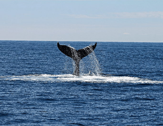 biodiversidade-navios-essencia-ambiente