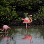 flamingos-sustentabilidade-essencia-ambiente