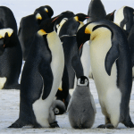 microplasticos-pinguins-essencia-do-ambiente