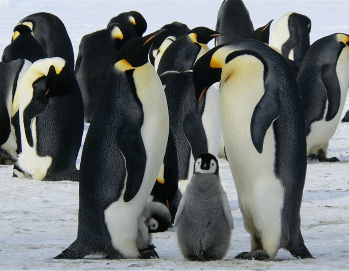 microplasticos-pinguins-essencia-do-ambiente