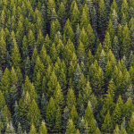 replant-essencia-ambiente