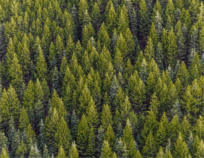 replant-essencia-ambiente