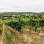 vinho-verde-sustentabilidade-essencia-ambiente