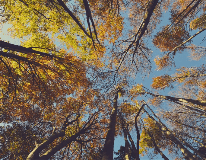 loule-futuro-sustentável-essencia-ambiente