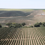 subsidios-agroalimentares-sustentabilidade-essencia-ambiente