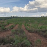 sustentabilidade-madeca-essencia-ambiente