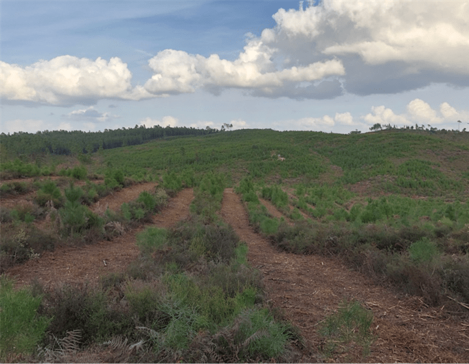 sustentabilidade-madeca-essencia-ambiente