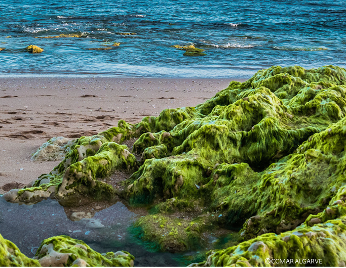 algarve-algas-essencia-ambiente