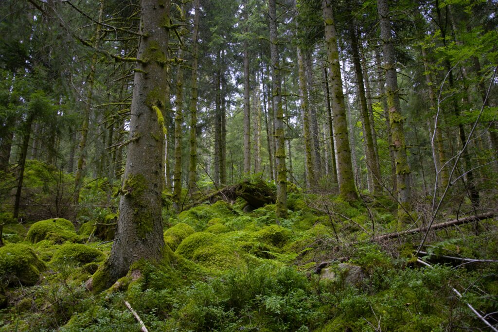 Mostra Tecnológica da Floresta INOVC+