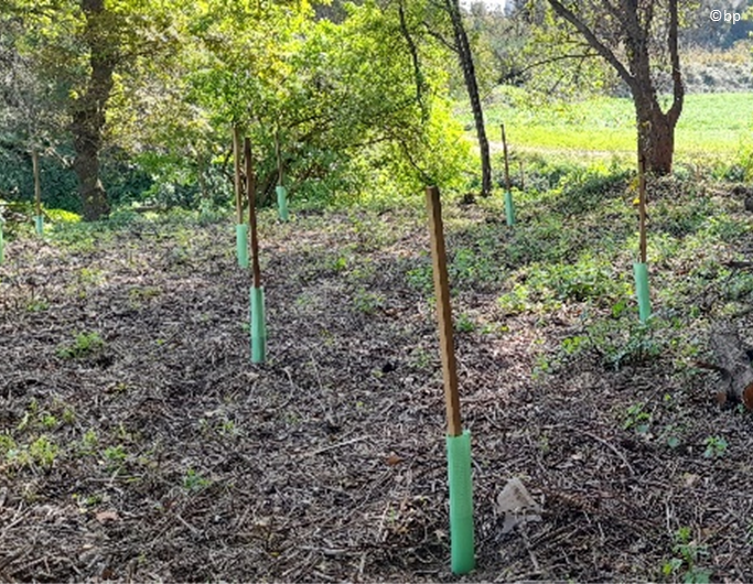 bp-portugal-floresta-nativa-lipor-essencia-ambiente