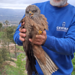 cervas-biodiversidade-essencia-ambiente