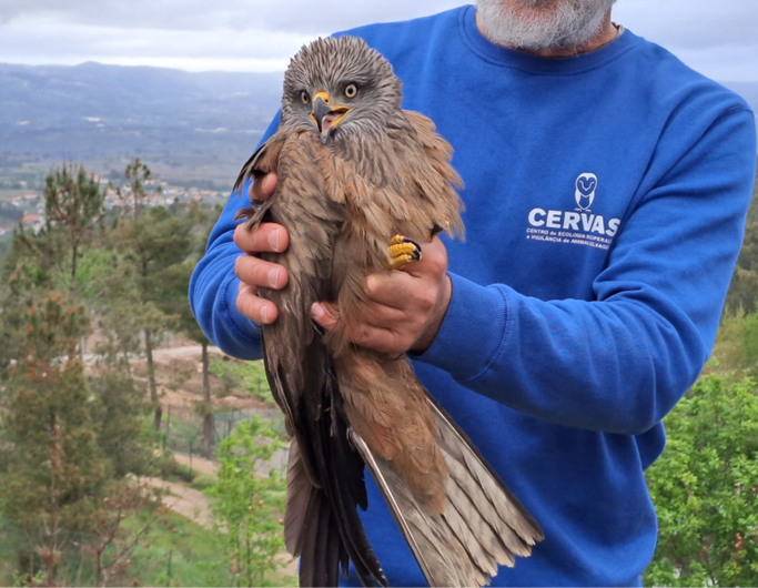 cervas-biodiversidade-essencia-ambiente